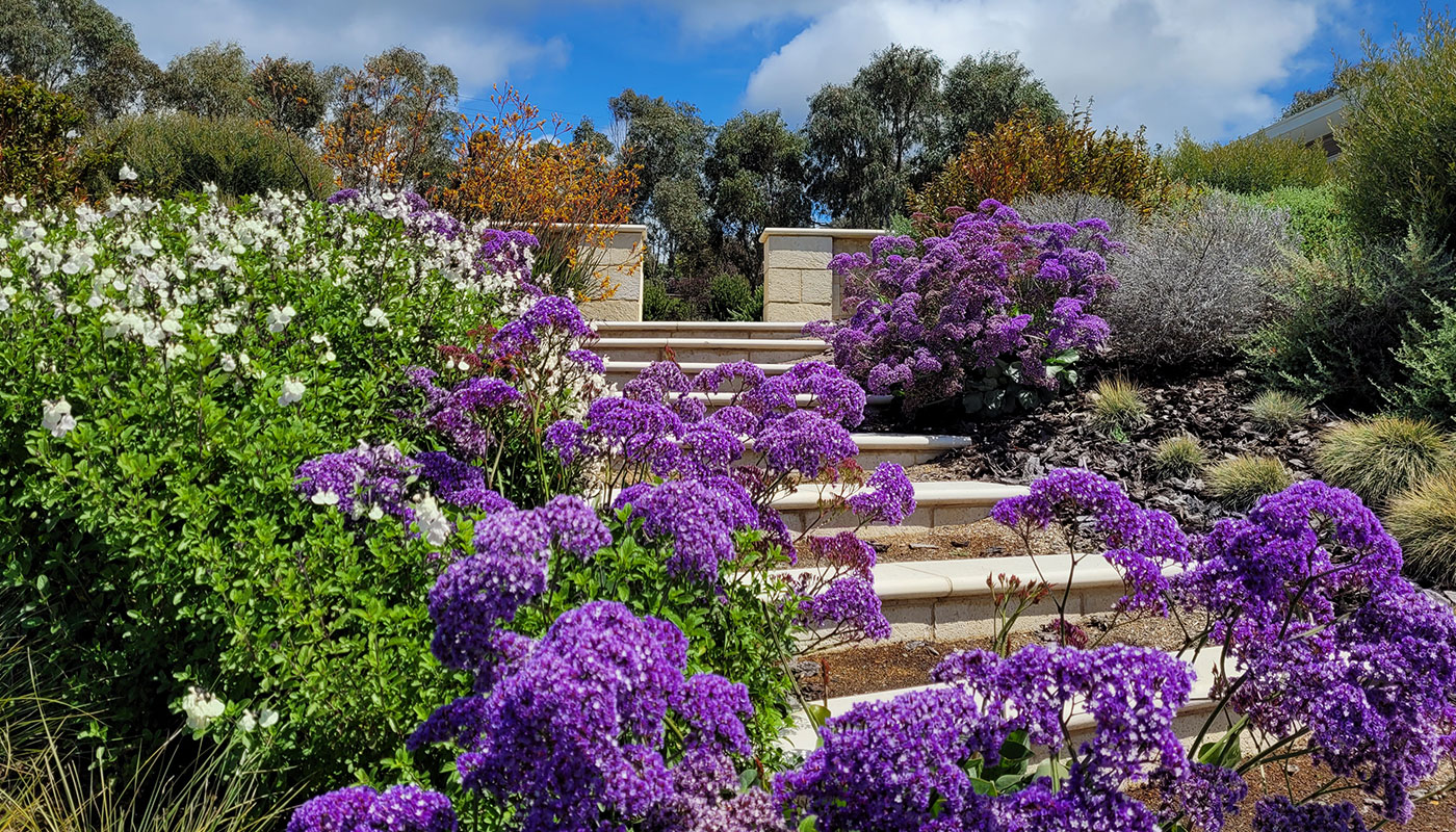 Stone garden steps among purple and white flowers in Victor Harbor