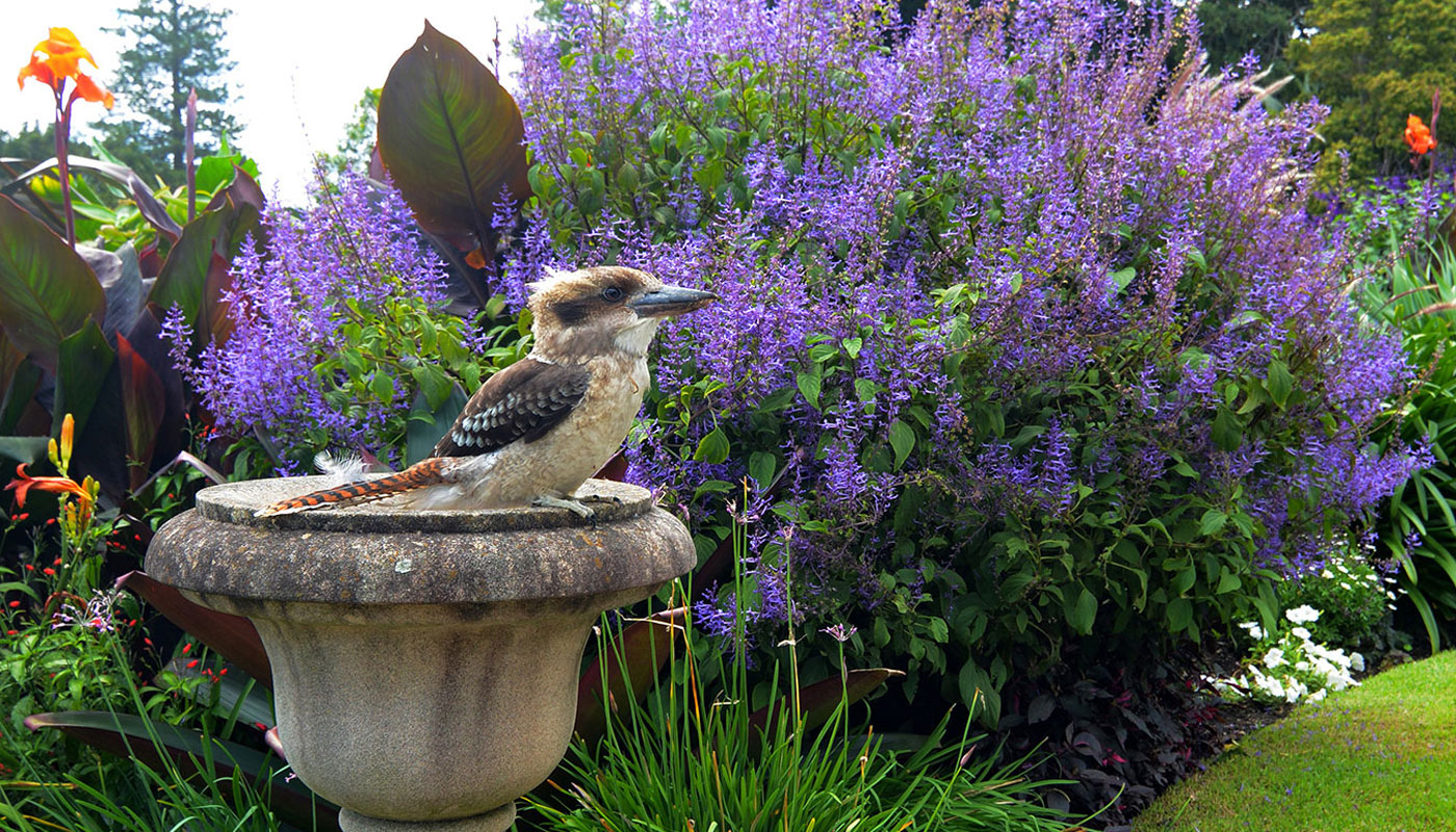 Native Landscape Design Adelaide | Native Garden Design Adelaide