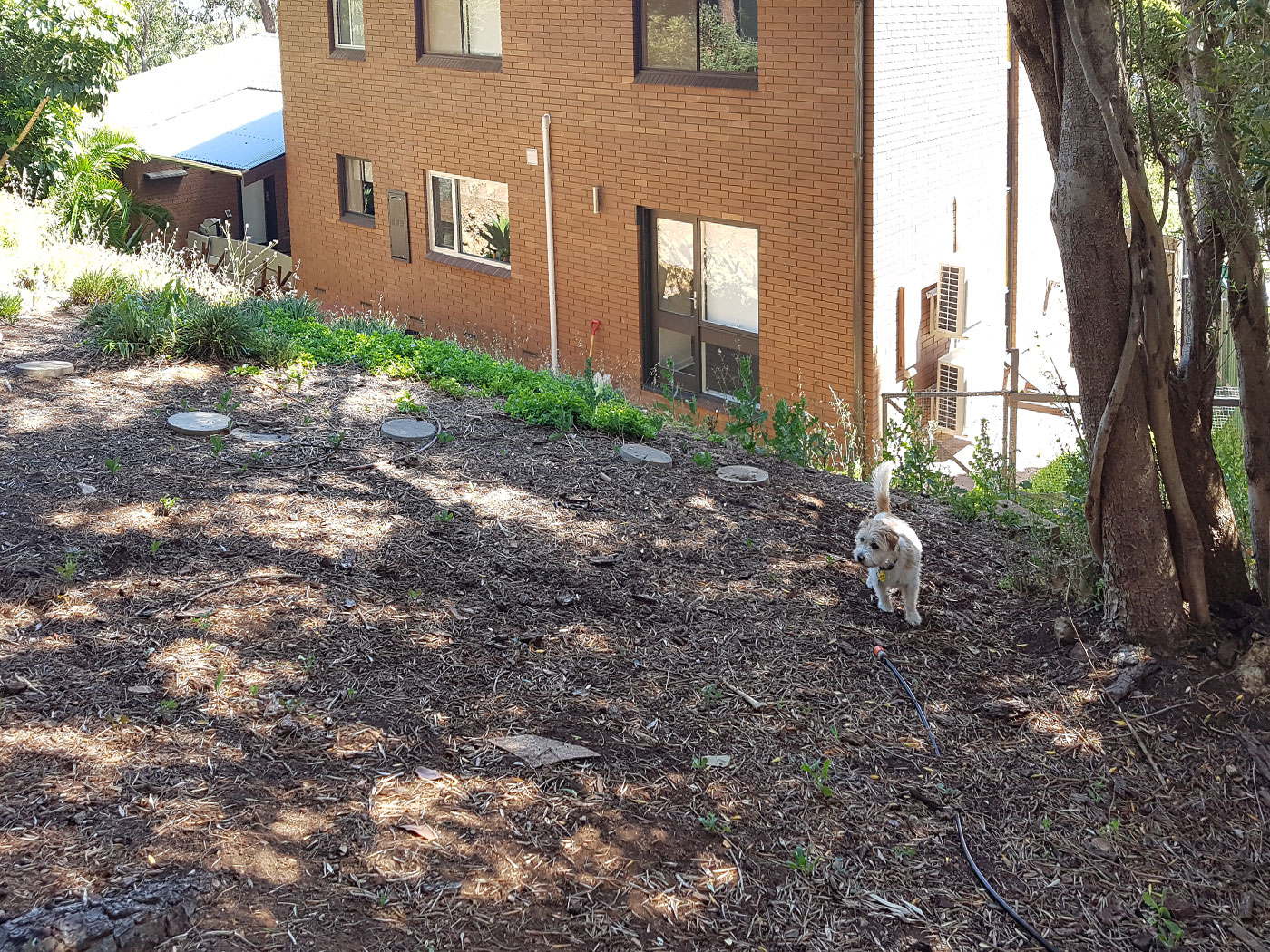 Panorama Backyard Top Area (Before) Panorama Backyard Top Area (Before)