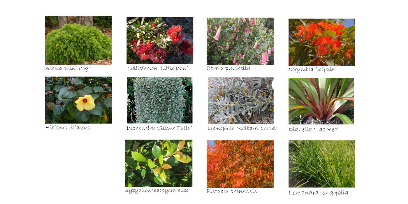 Australian Native Plants Australian Native Plants