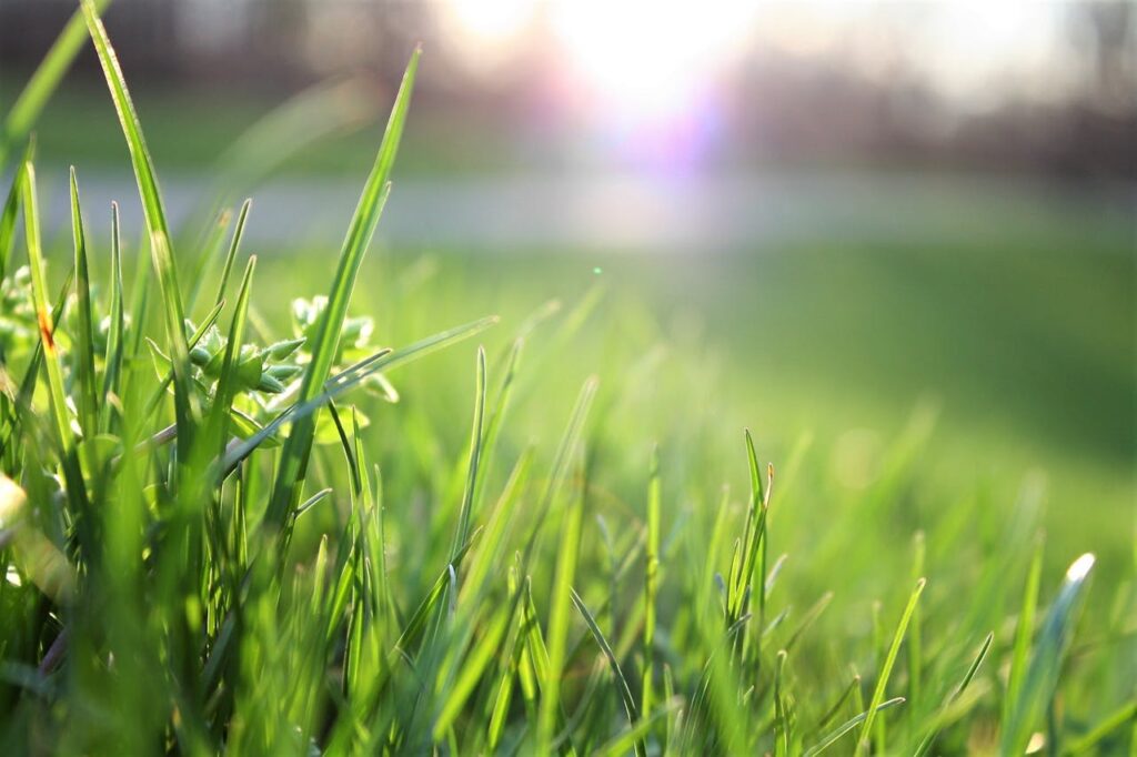 landscaping mistakes